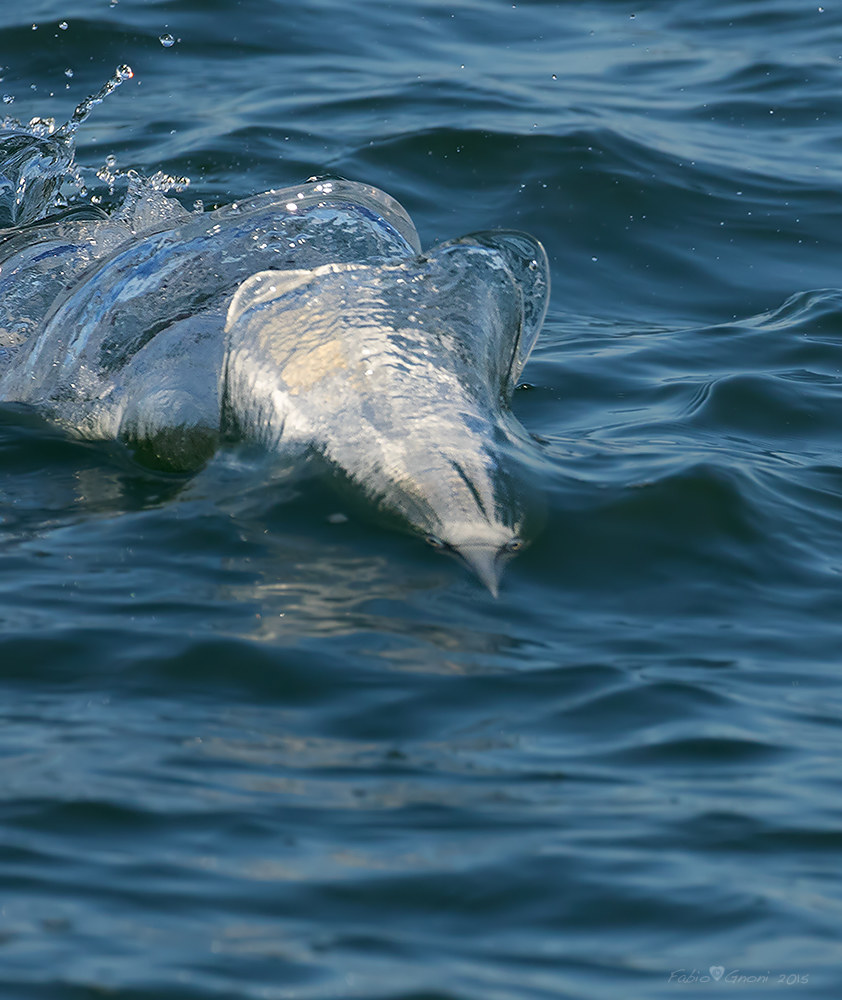 Torpedo in action !!