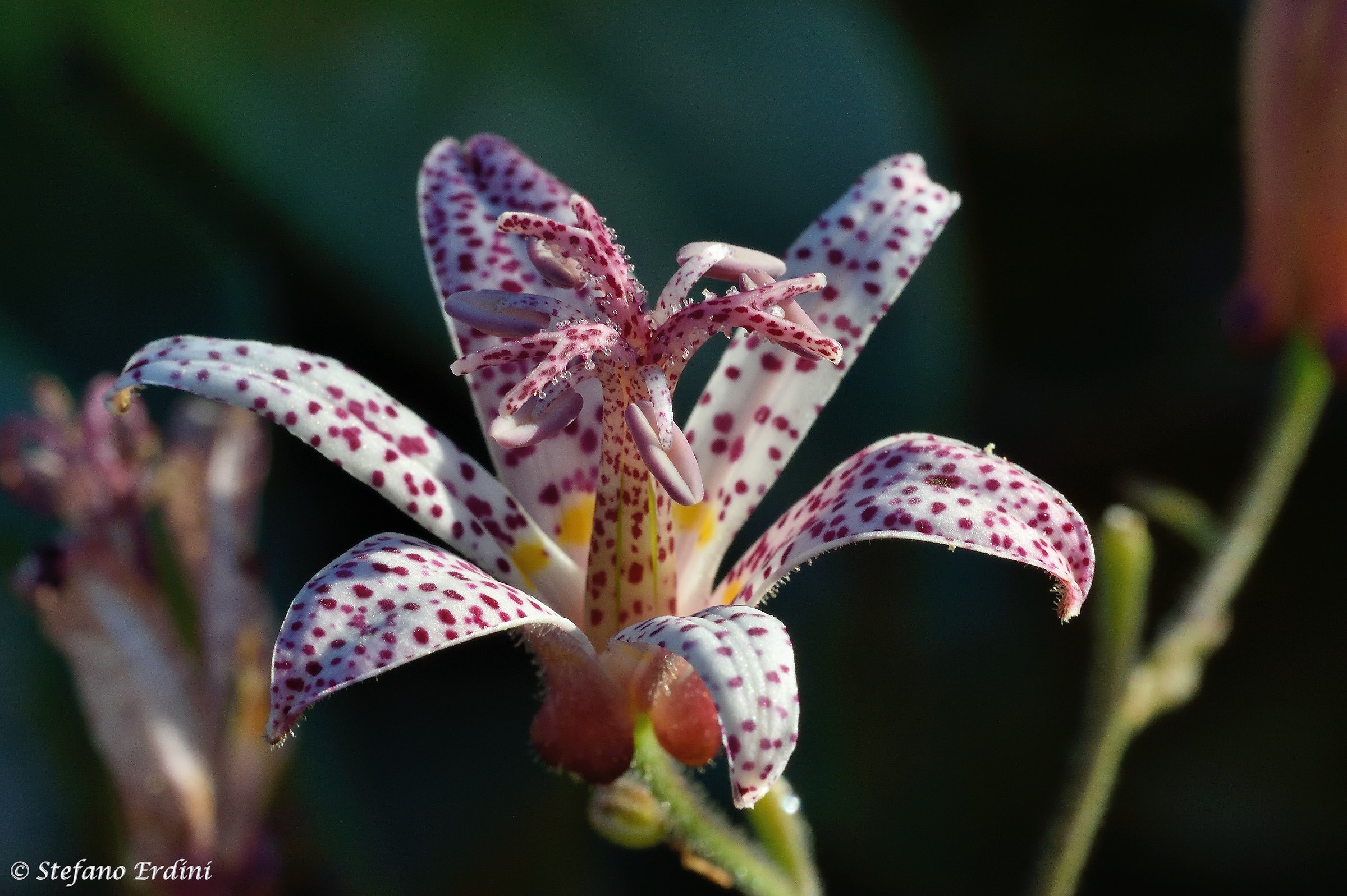 tricyrtis