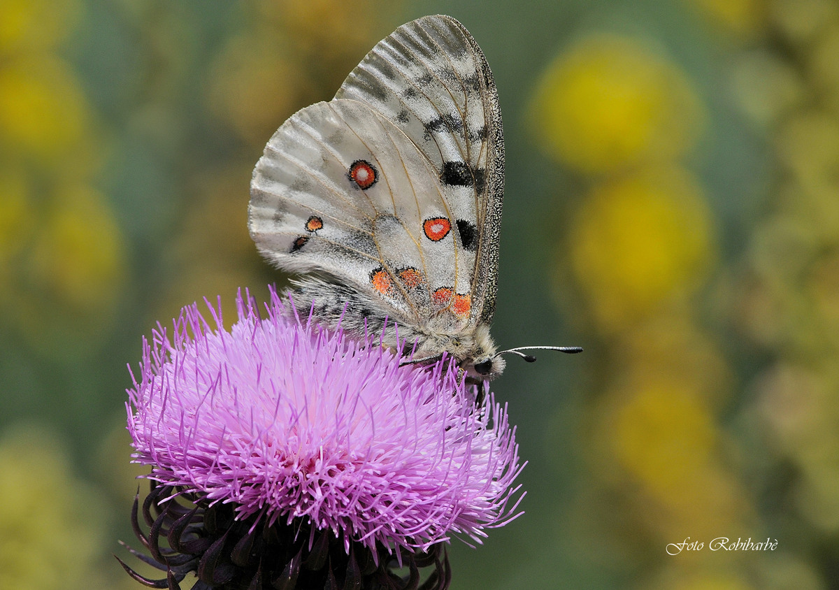Parnassius apollo...