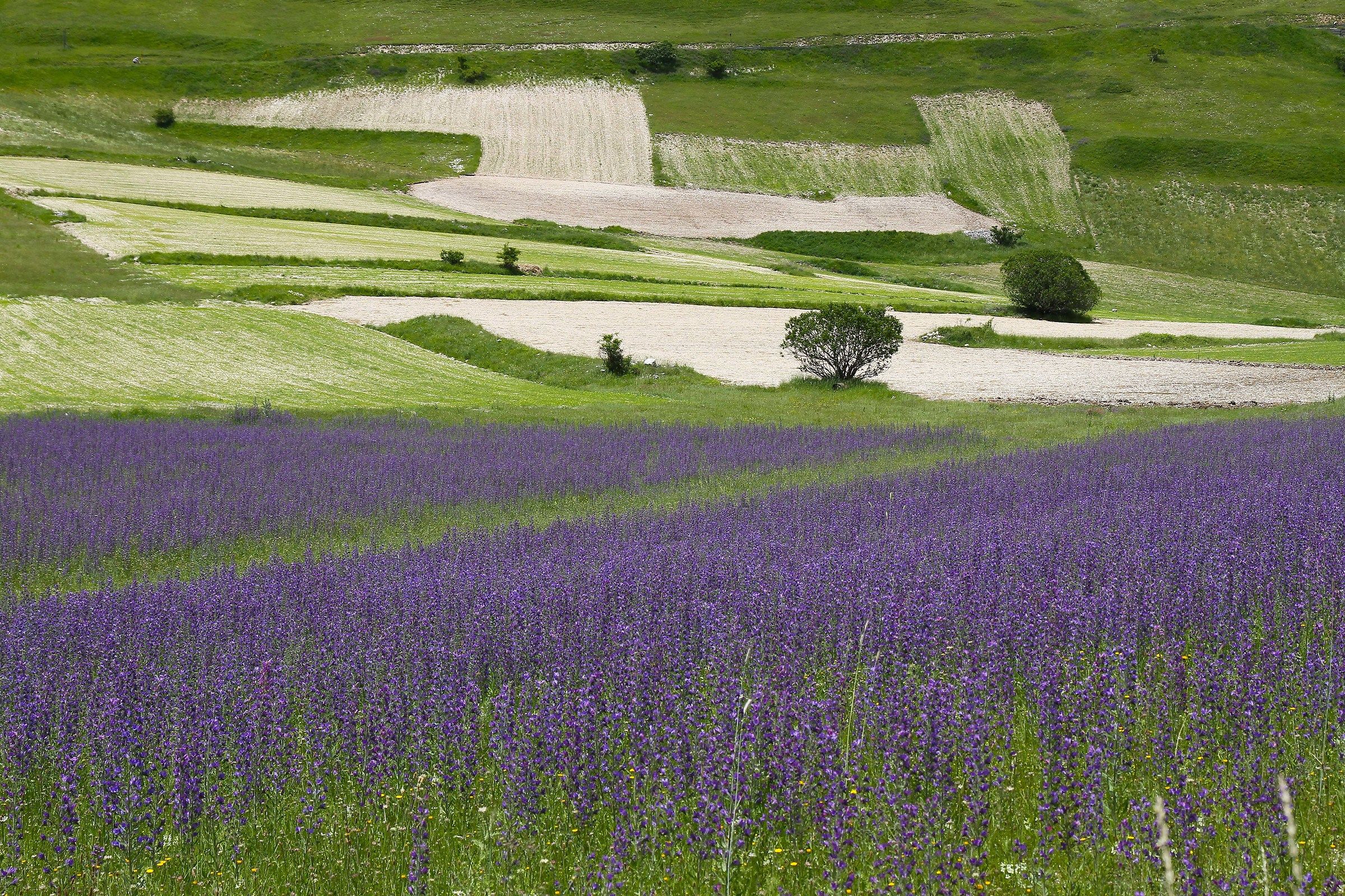 Color and movement on Piangrande, Sibillini.