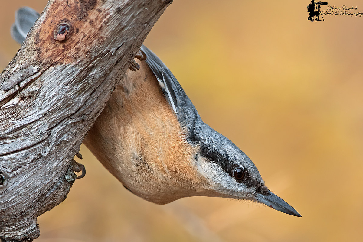Nuthatch ...