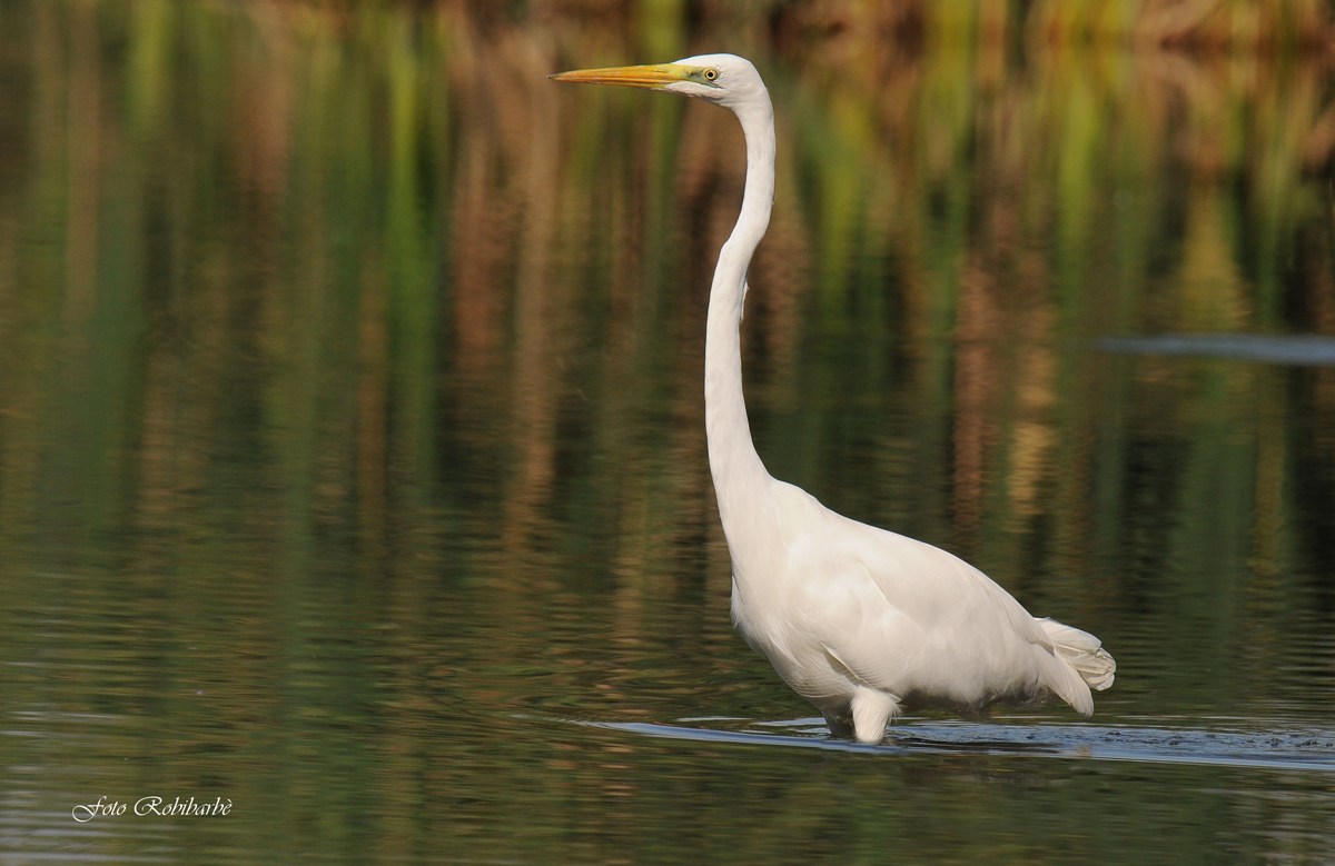 Il maggiore a spasso....