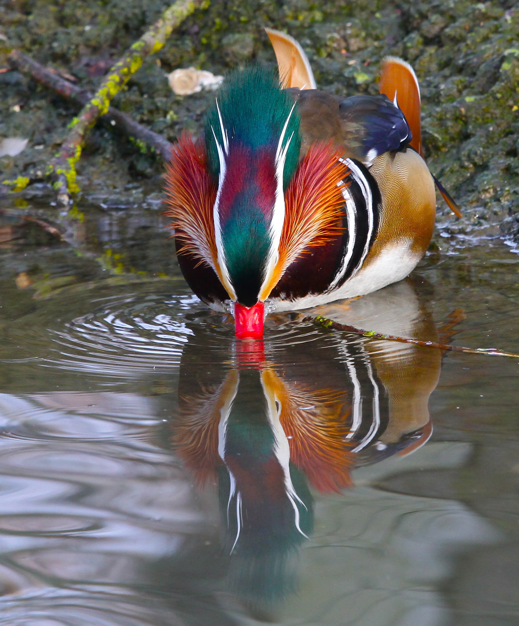 Mandarin Duck in the mirror