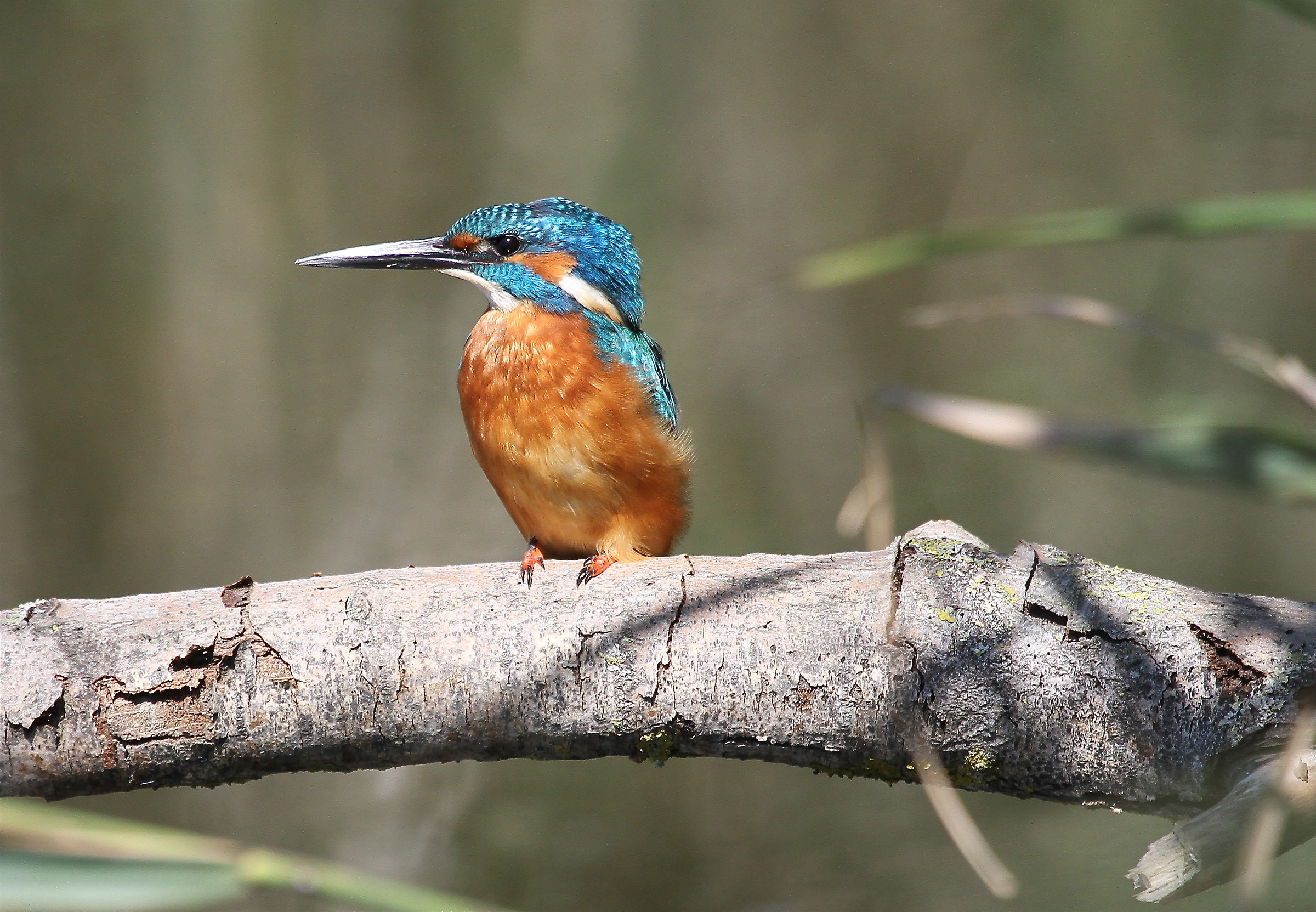 Kingfisher