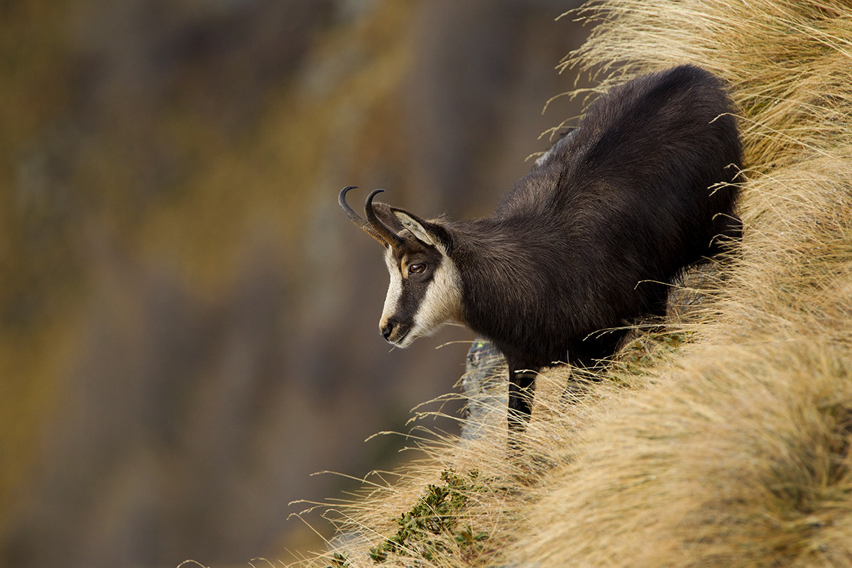 chamois