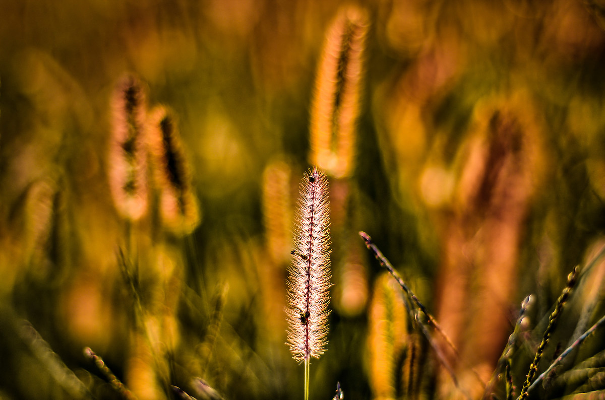 grasses at sunset