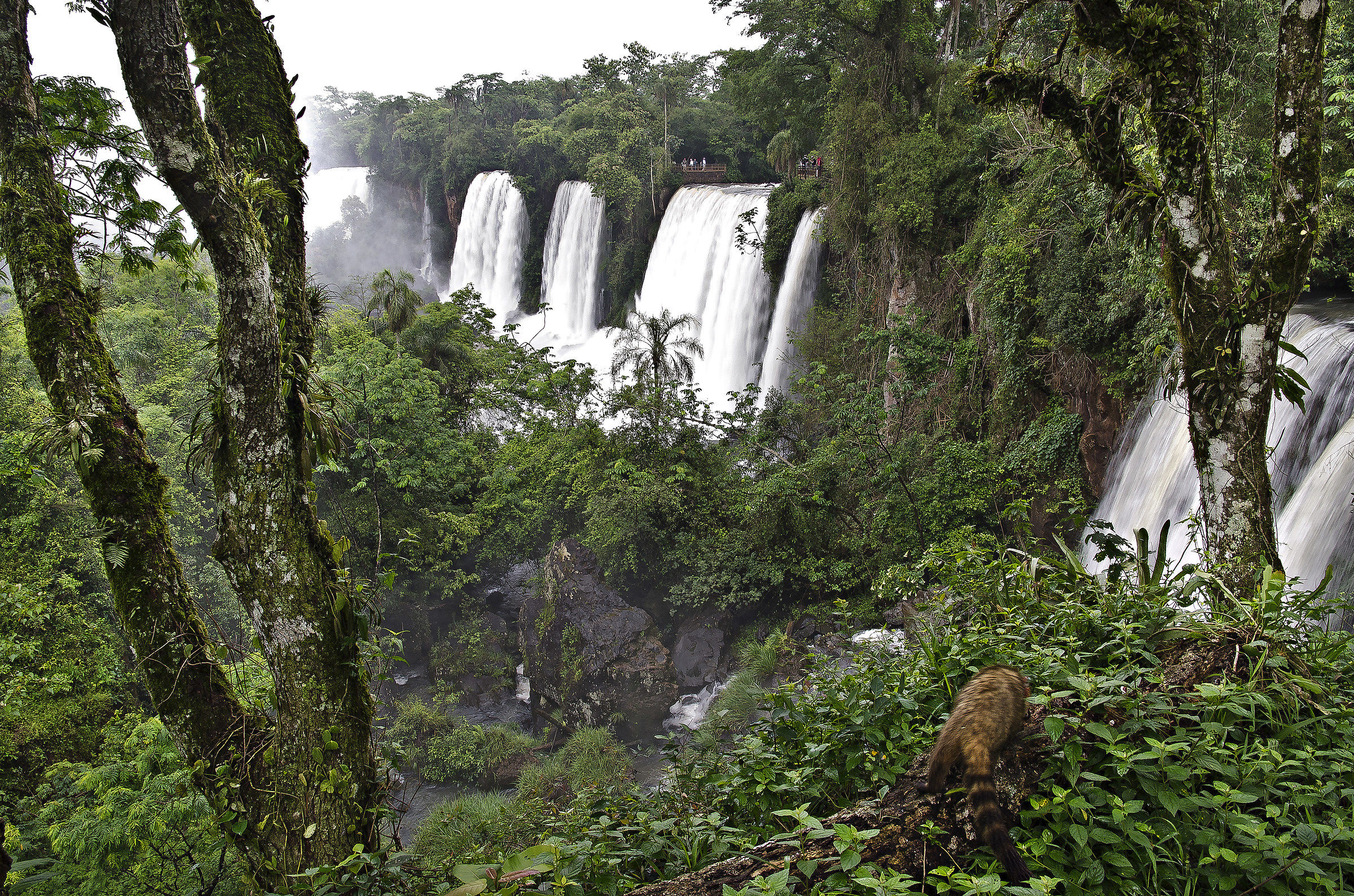 Cataratas and coatis