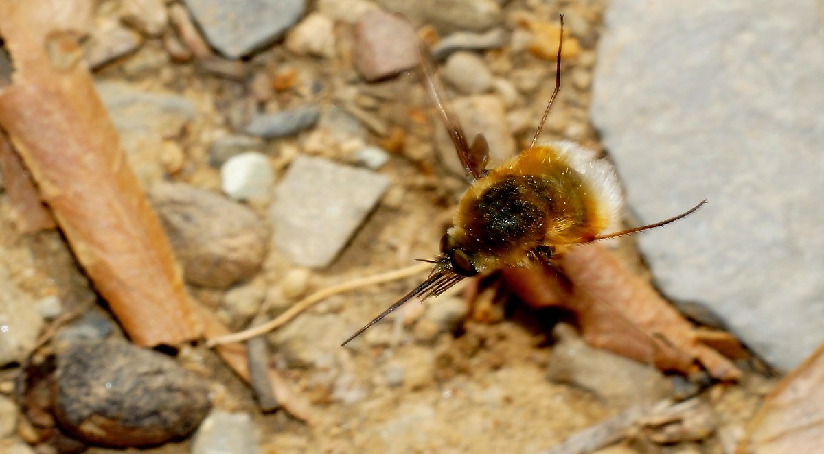 The landing of the fighter