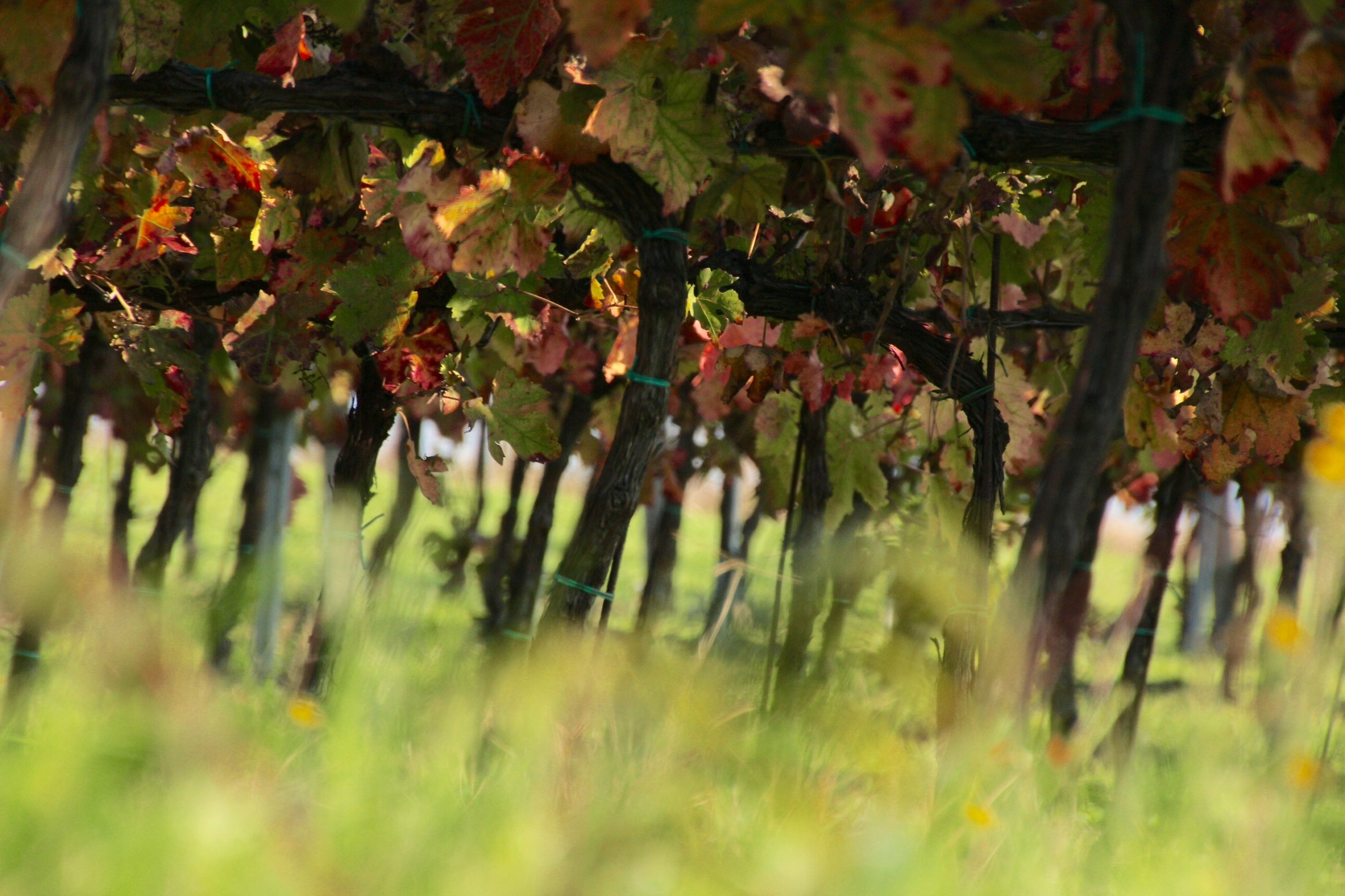 At the foot of Verdicchio.