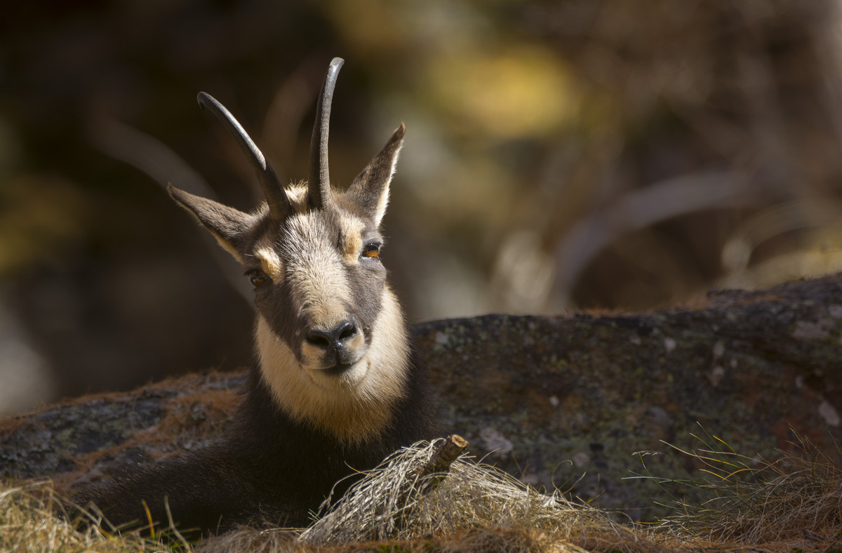 Chamois