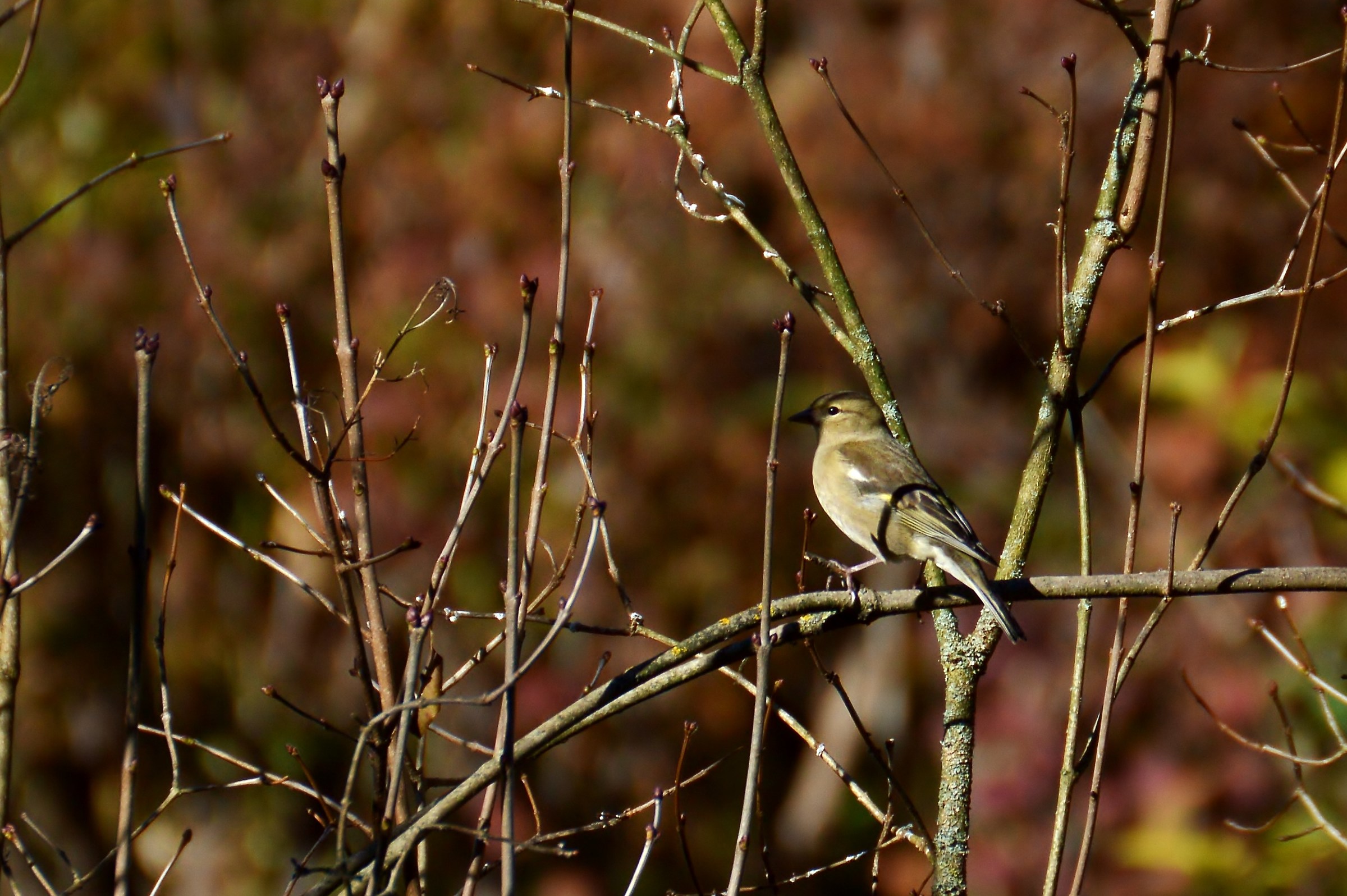 fringuello femmina novembre 2015
