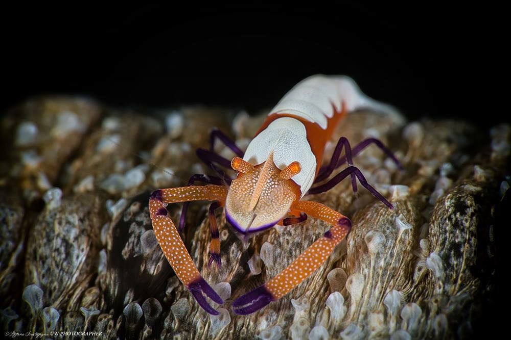 Periclimenes imperator