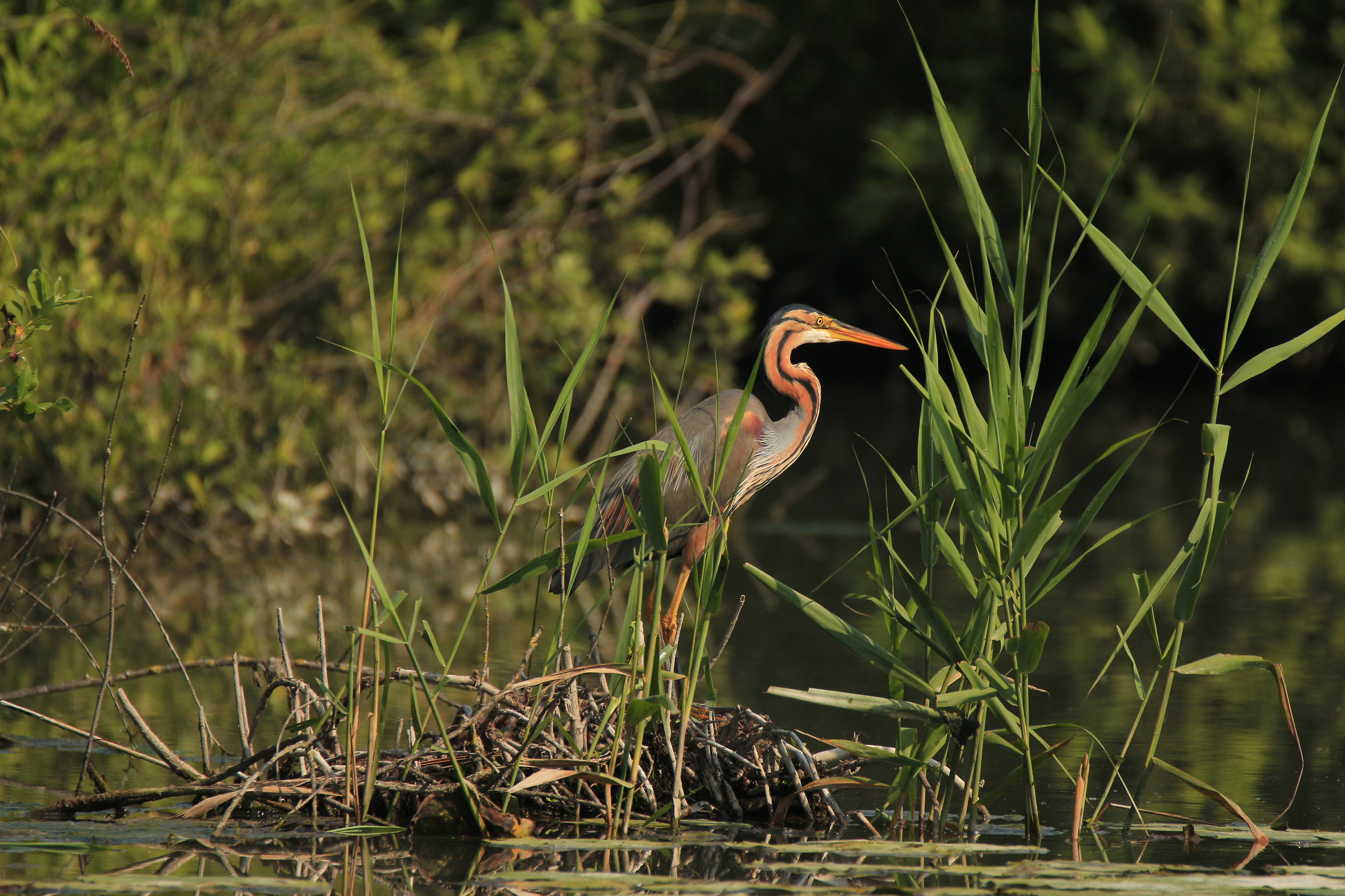 airone rosso sul mincio