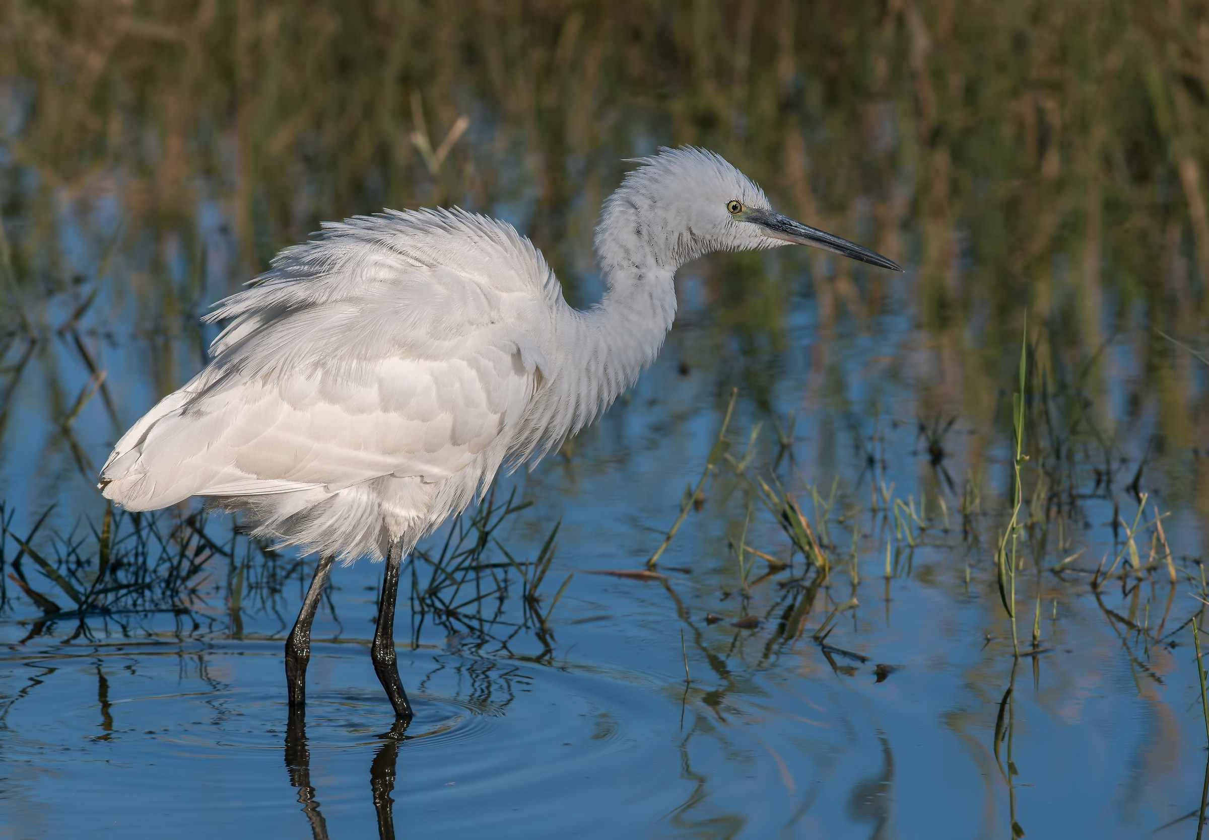 egret half in shadow