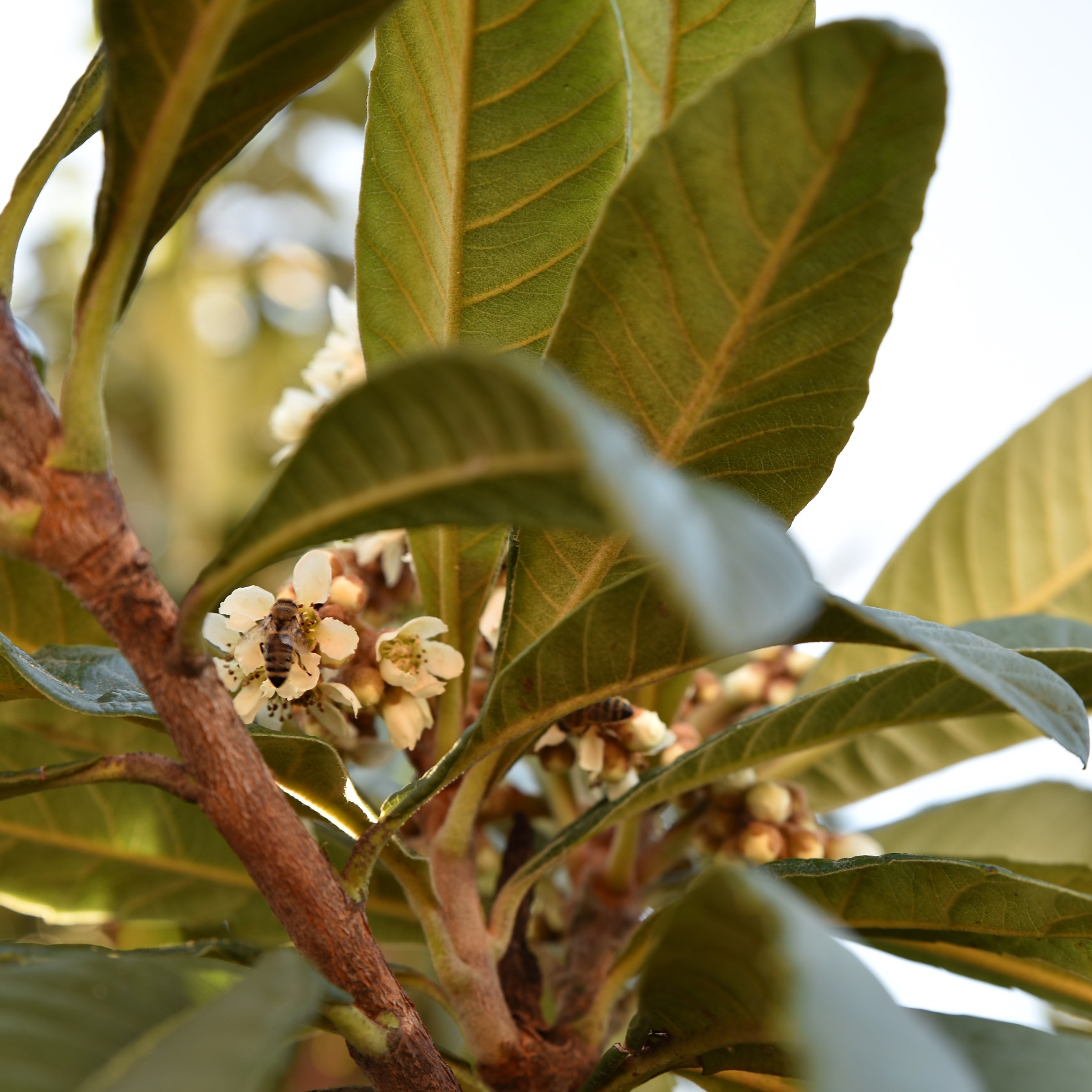 Le visitatrici del nespolo