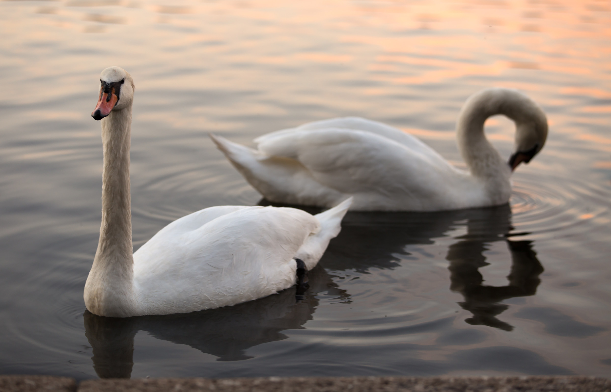 Royal swans
