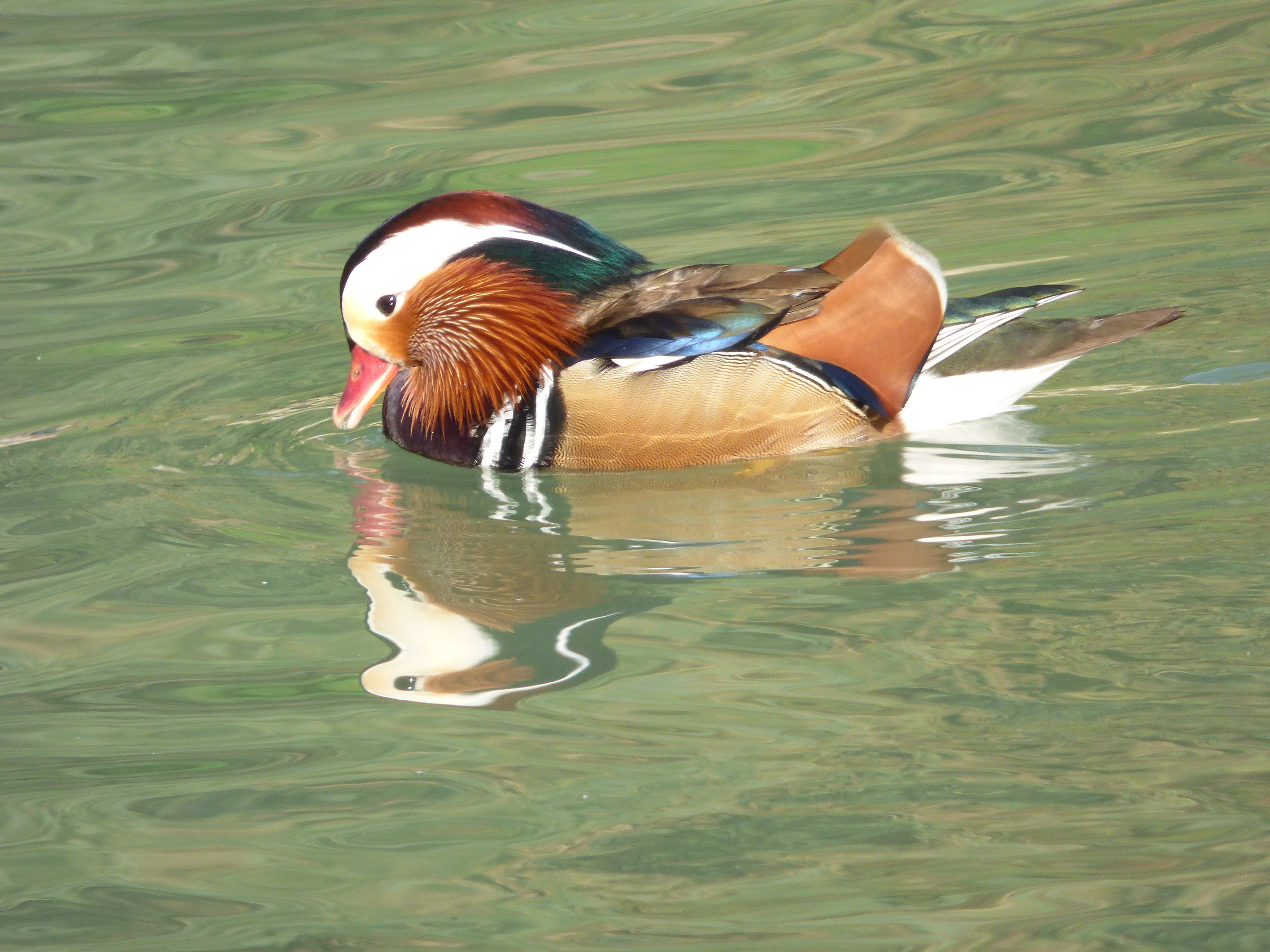 The mandarin duck (Aix galericulata)