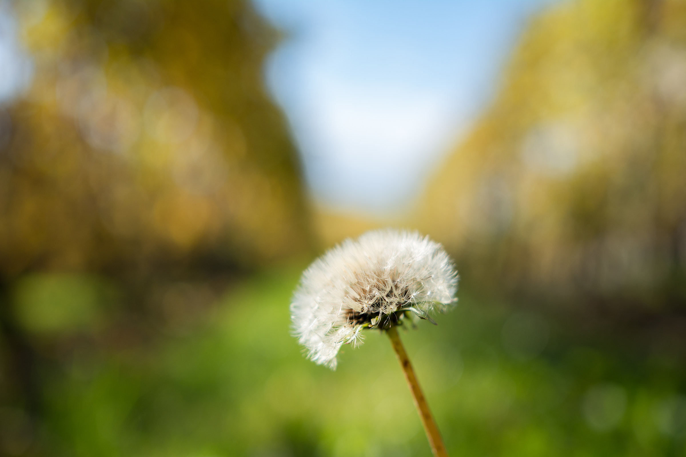 Dandelion