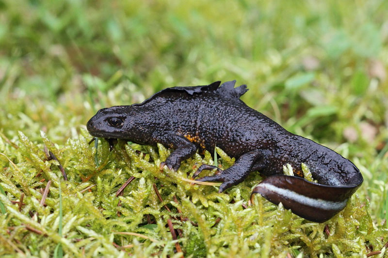 Tritone crestato italiano Triturus carnifex