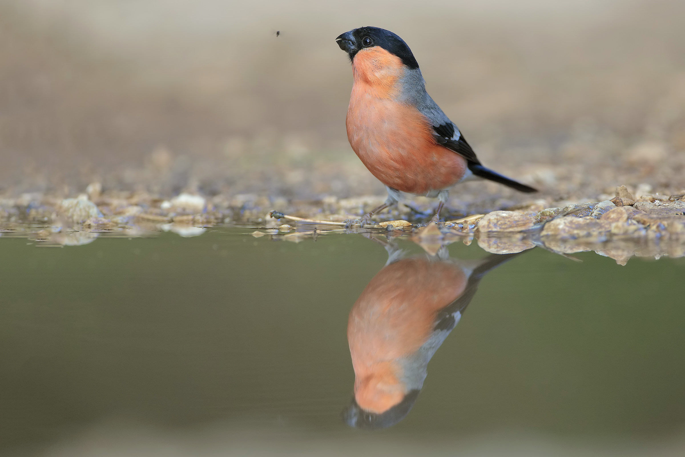 Ciuffolotto con moscerino