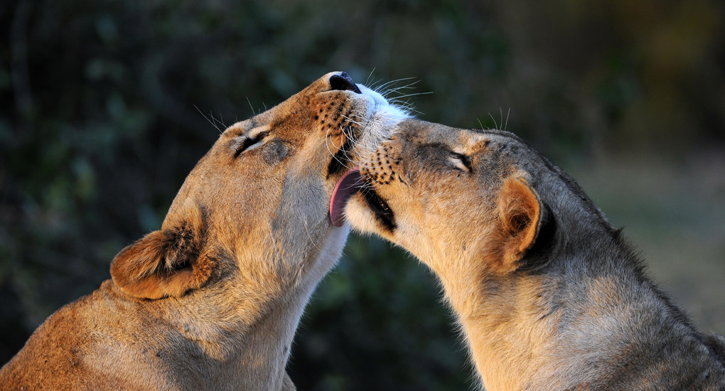 coccole tra gatti. Amboseli National Park, Kenya