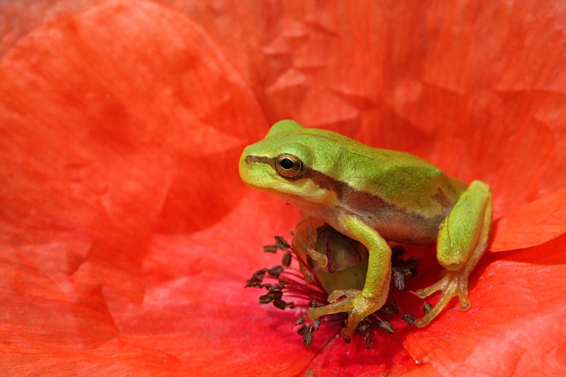 Europea raganella Hyla arborea