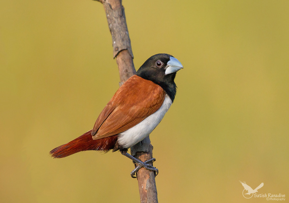 Black-headed or tricoloured Munia.
