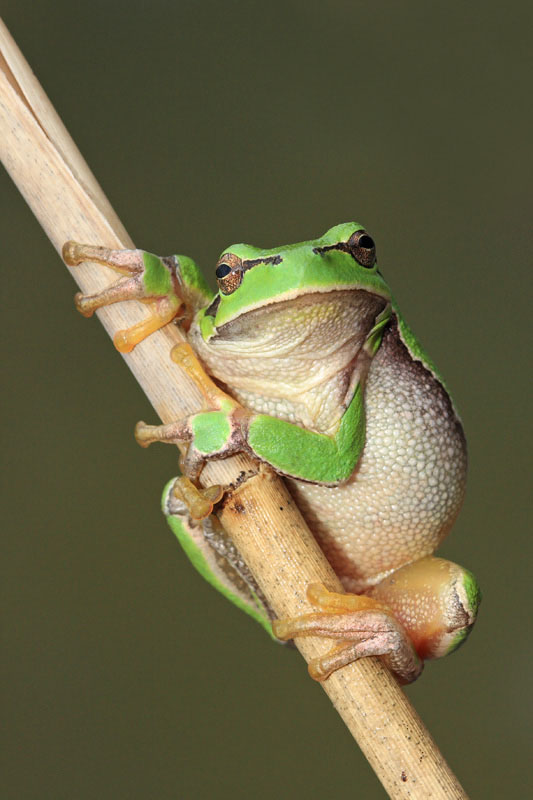 Europea raganella Hyla arborea