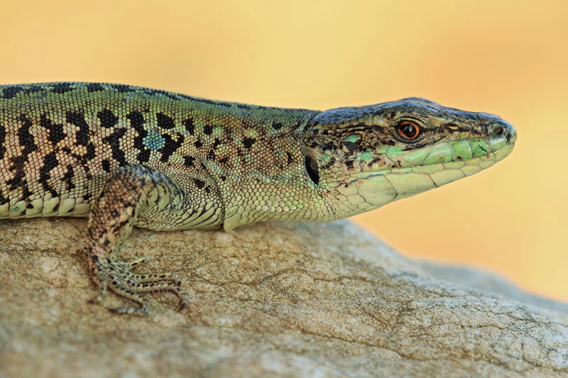 Italian wall lizard Podarcis siculus