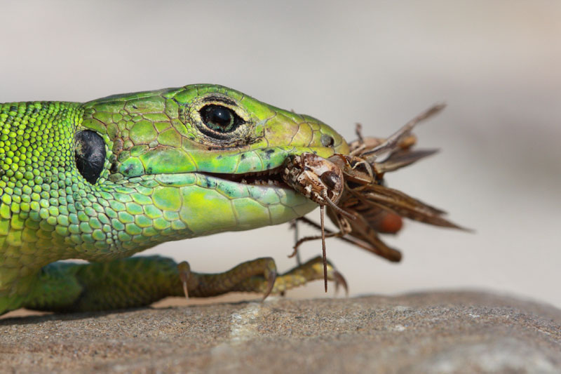 Western green lizard Lacerta bilineata