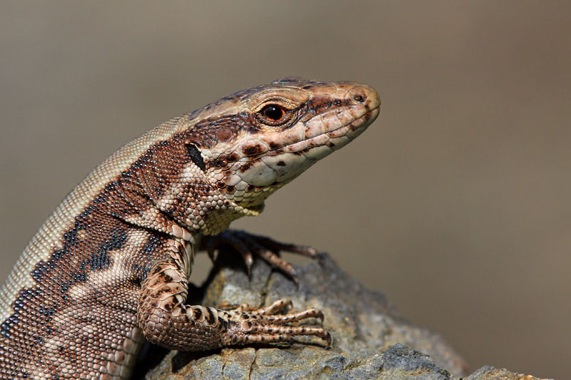 Common wall lizard Podarcis muralis