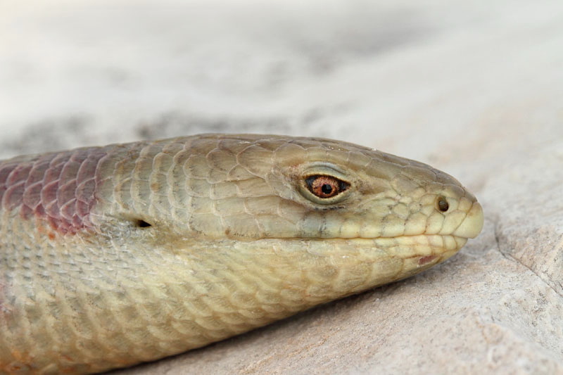 European glass lizard Ophisaurus apodus
