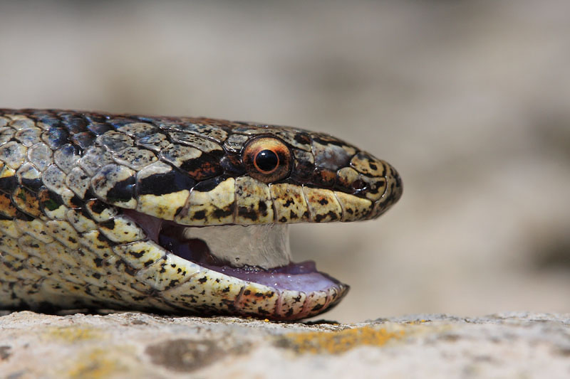 Smooth snake Coronella austriaca