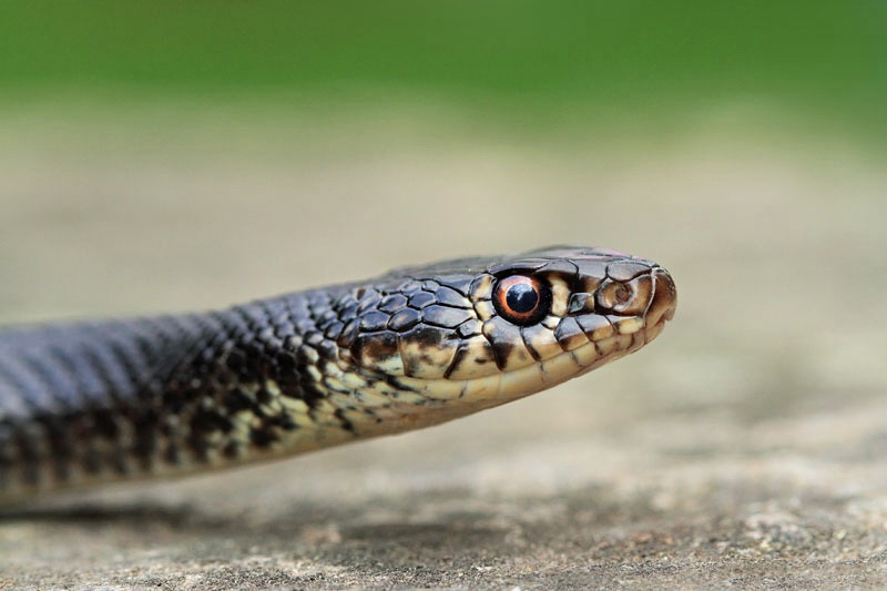 Western whip snake Hierophis viridiflavus