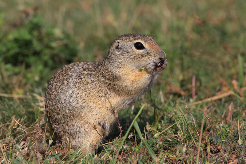 European ground squirrels Spermophilus citellus