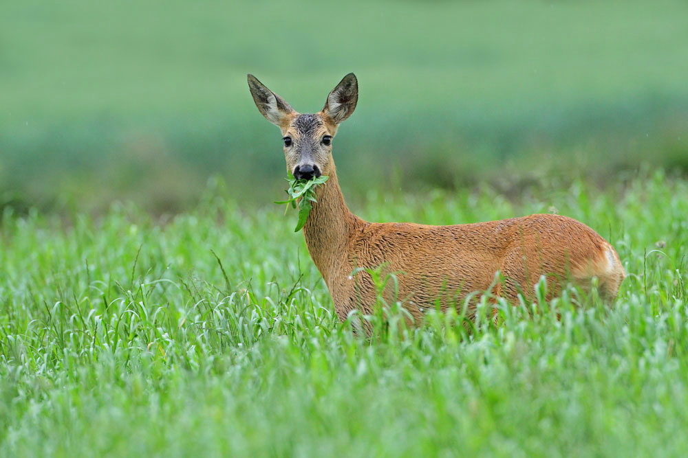 Capriolo Capreolus capreolus