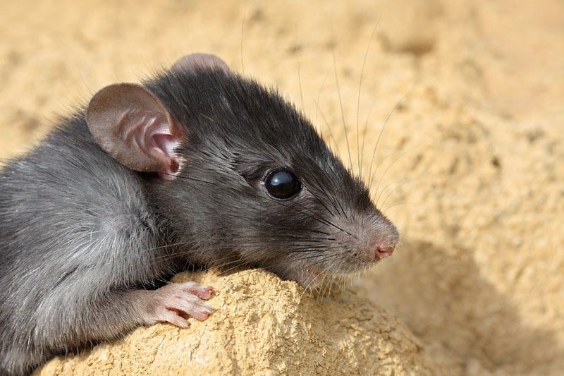 Black rat Rattus rattus