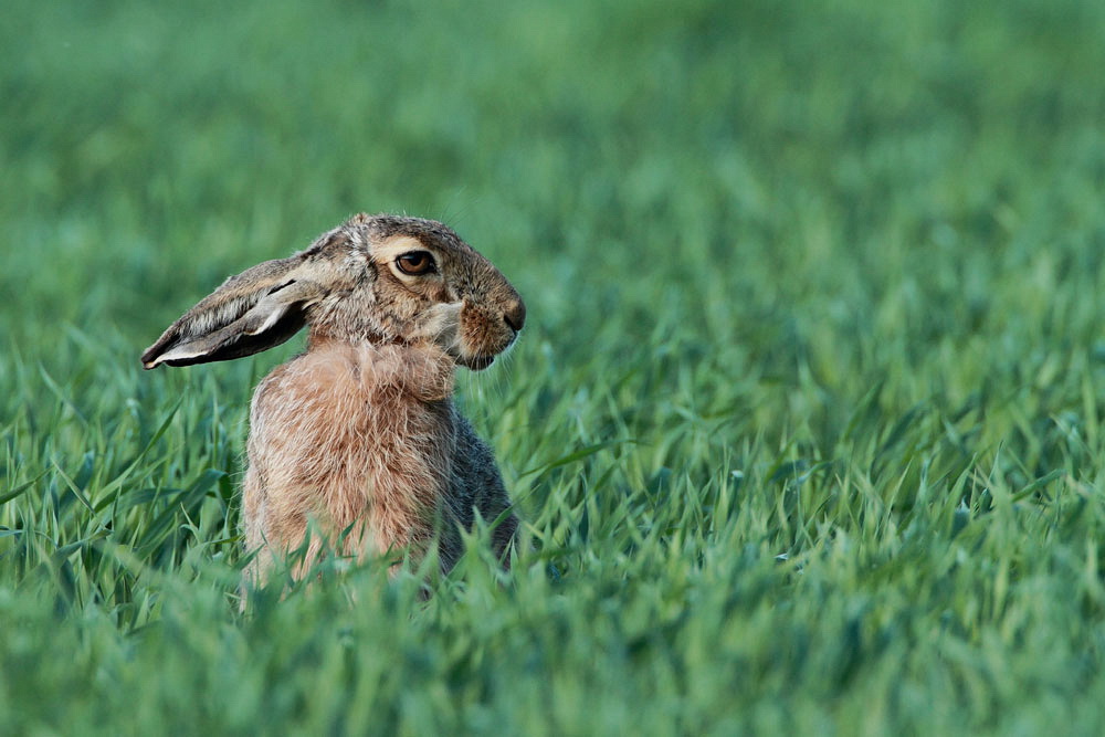 Brown lepre Lepus europaeus