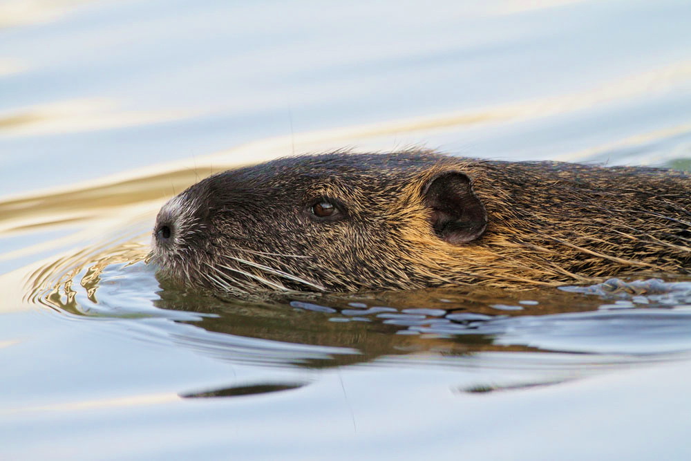 Nutria Myocastor coypus