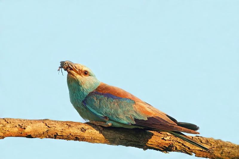 European roller Coracias garrulus