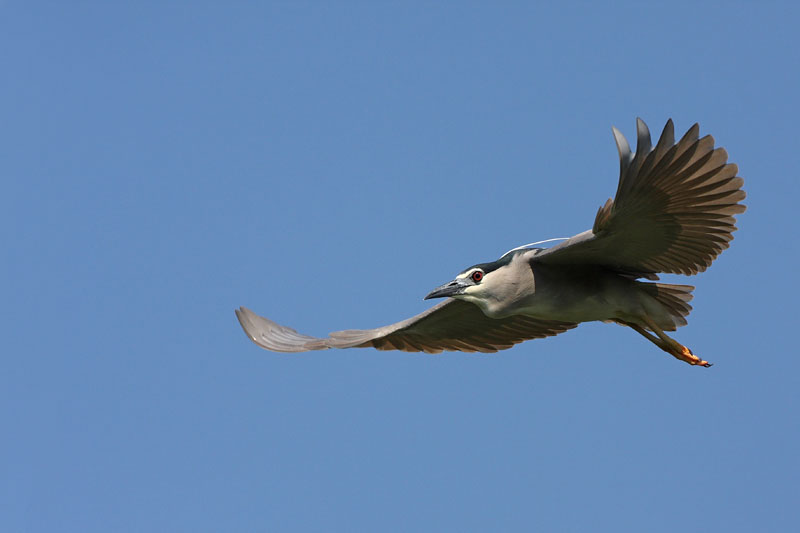 Black-crowned night heron Nycticorax nycticorax