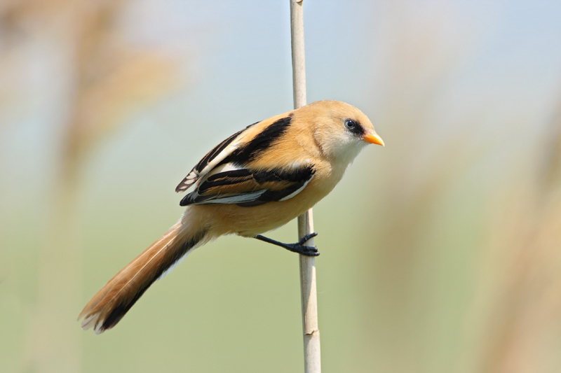 Bearded tit Panurus biarmicus