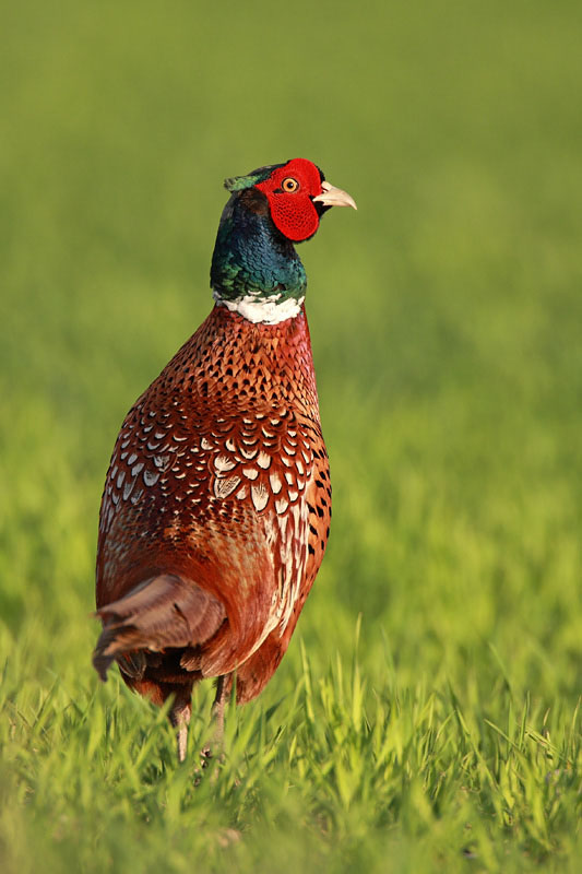 Ring-necked pheasant Phasianus colchicus