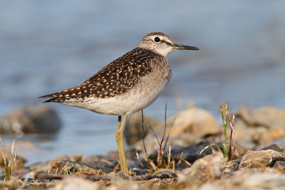 Wood sandpiper Tringa glareola