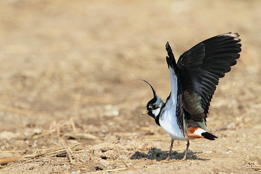 Lapwing Vanellus vanellus