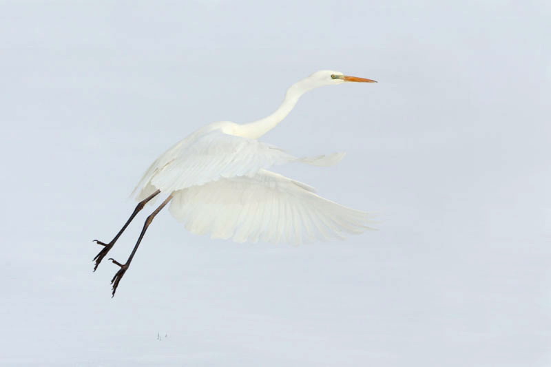 Great white egret Egretta alba