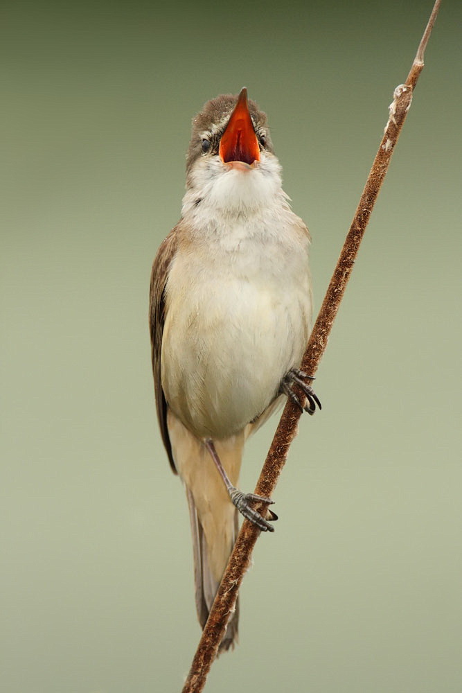Great reed warbler Acrocephalus arundinaceus