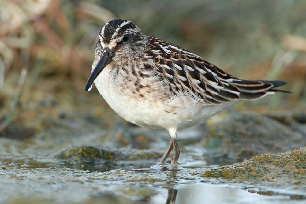 Broad-billed sandpiper Limicola falcinellus