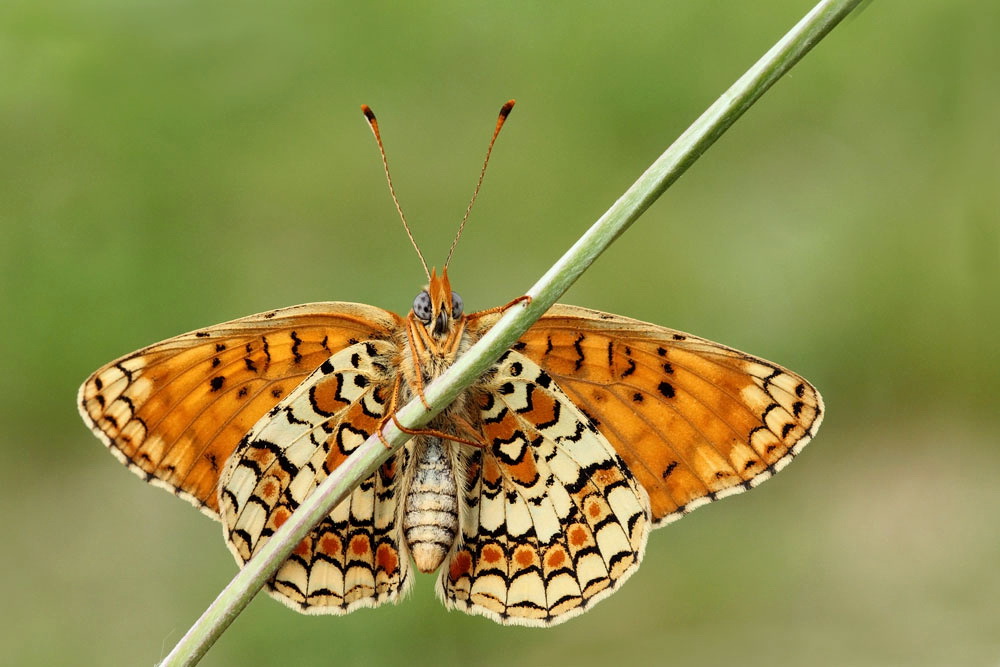 Knapweed fritillary Melitaea phoebe