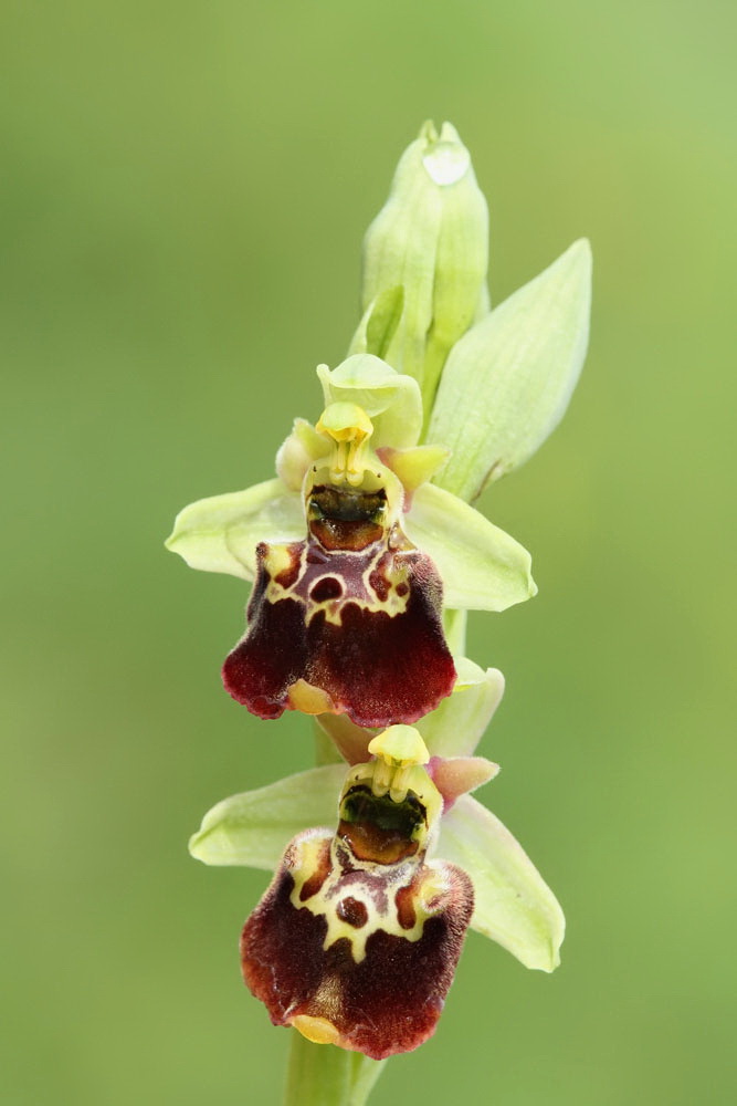 Late spider-orchid Ophrys holoserica